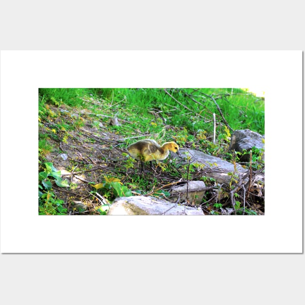 Canada Goose Gosling Walking Down a Small Hill Wall Art by BackyardBirder